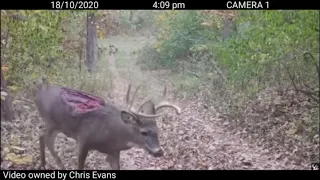 Deer missing back strap | painful to watch