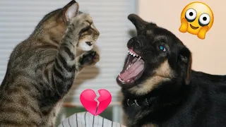 🐕Чому собаки не люблять котів🐈? Смішна Підбірка Відео про 😺Котів та Собак🐶 2022 №18