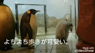 アドベンチャーワールド☆エンペラーペンギンの赤ちゃん