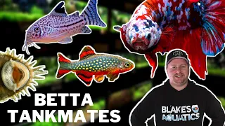 10 Great Betta Tankmates You Should Try!