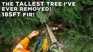 The TALLEST Tree I've Ever Removed! | 185ft Fir Tree Removal