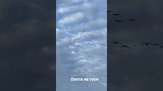 летят гуси