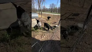 Goat brothers Batman, P Dub and Fox enjoyed some fresh leaves for breakfast!