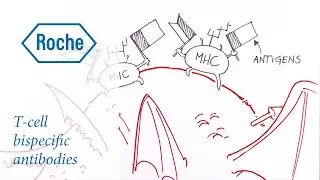 Drawn to Science | T-cell bispecific antibodies