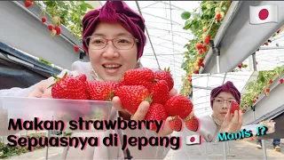 PANEN STRAWBERRY🍓DI JEPANG (2021)