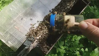 Пчелы отроились что делать  для начинающих