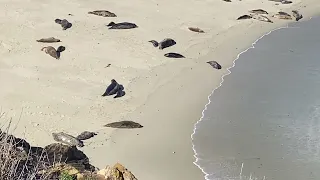 LaJolla Residents 2