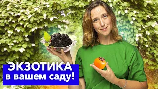 5 ДИКОВИННЫХ РАСТЕНИЙ ДЛЯ САДА, которые скупают тысячами в последние годы! Вырастут и у вас!