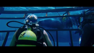 47 Meters Down trailer - Mandy Moore, Claire Holt, Matthew Modine