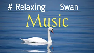 Meditation Music: Swan Relaxing Music, Forest Nature Music, Music for Sleep, Tibetan Music, #Relax