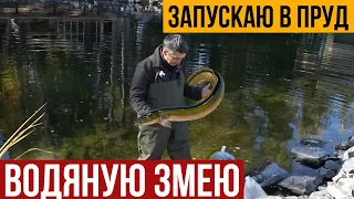 Запускаю в пруд "Водяную Змею". Запустил угря в пруд. Убежит или не убежит из пруда весной?