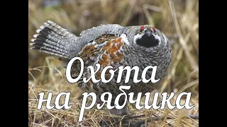 Проект  "охота на рябчика или сварливая белка"