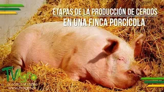 Etapas de la Producción de Cerdos en una Finca Porcícola - TvAgro por Juan Gonzalo Angel