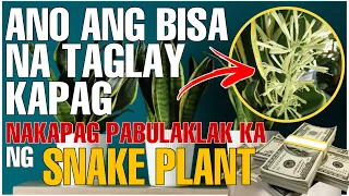 ANG BISANG TAGLAY KAPAG NAKAPAGPABULAKLAK KA NG SNAKE PLANT | Bhes Tv