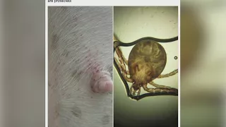 Talking Points: Ticks, Pets & Lyme Disease