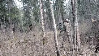 Bow Hunting Black Bear: Bear Falls Out Of Tree