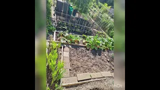 Easy Garden/how to grow Vegetables ##4