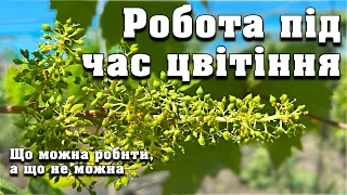 Чи можна щось робити на винограднику, коли він цвіте. Цвітіння винограду та полив, пасинкування