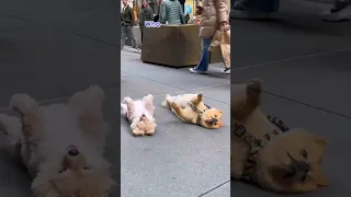 New Yorkers freak out over dog playing dead on the street #pomeranian #pets #dogs #cute