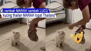 SURE YOU LOL/see ANGRY cat using Thai ACCOUNT/funny cat compilation/#CT