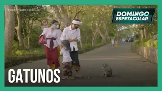Macacos roubam objetos de turistas na Indonésia