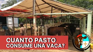 CUÁNTO PASTO CONSUME MI VACA?