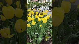 iPhone 13 Pro Max vs Galaxy S22 Ultra Short Camera Comparison