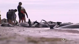 Спасение китов, выбросившихся на берег