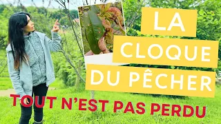 La CLOQUE du PÊCHER : Observation !! [Forêt Comestible]