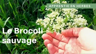 Manger les fleurs de brocoli sauvage