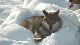 Wolf Gets Cozy in a Nest of Snow