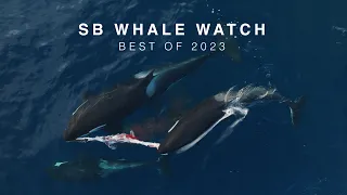 Best Whale Watching in Santa Barbara! | 2023 Highlights