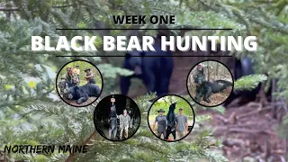 Black Bear Hunting In Northern Maine | Week One | Black Hat Hunting LLC