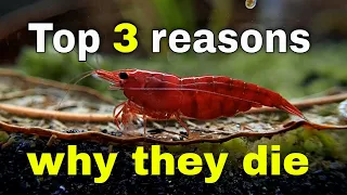 How To Stop Shrimp Dying: Old Tank Syndrome, New Tank Syndrome, Over feeding (How To Fix)