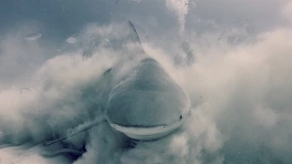 Bull Shark Dive in Playa Del Carmen, Mexico