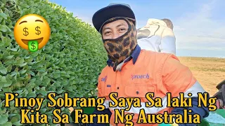 Pinoy di makapaniwala Sa sahod Sa Farm Ng Australia 40k pesos weekly #viral #noyallantv