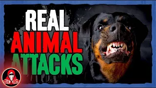 5 DISTURBING Animal Attacks - Darkness Prevails