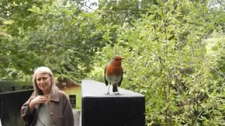 Friendly Robin in Keynsham park