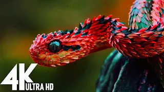 snake-snake island-snake 4k-snake 4k video ultra hd-snake 4k video