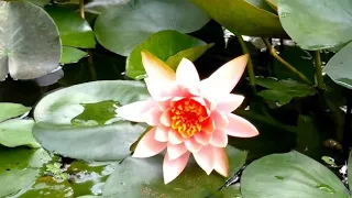 Amazing water lily blooming..time lapse.#shorts#