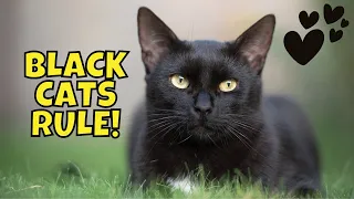 Top 10 Reasons to Adopt a Black Cat