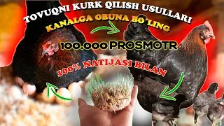 TOVUQNI KURK QILISH 100% TO`LIQ MA'LUMOT // JO`XORI+BUG`DOY // MY FARM.UZ