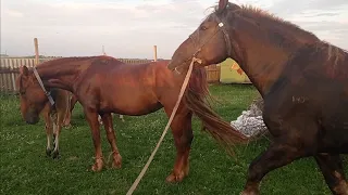 Жеребец опять проверяем кобыл на жеребость