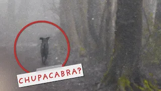 The Blood-Sucking Chupacabra - Eyewitness Accounts and Possible Photo Evidence