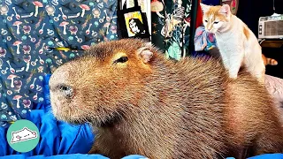 Sassy Capybara Thrives Off Being The Center Of Attention In Forever Family  | Cuddle Buddies