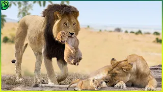 Why Male Lions Kill Their Cubs?