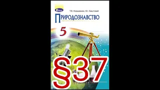 37 "БАКТЕРІЇ"//5 КЛАС ПРИРОДОЗНАВСТВО//КОРШЕВНЮК