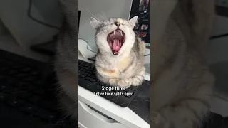 4 Stages of a CAT'S YAWN!