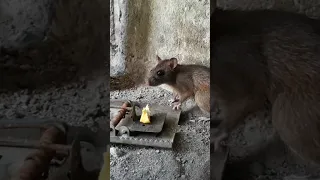 jebakan tikus