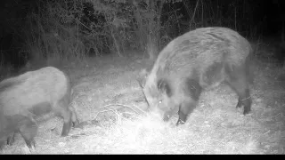 Foraging boars, Wildschweine